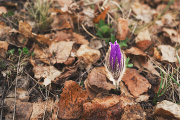 Spring snowdrop against the background of old foliage.