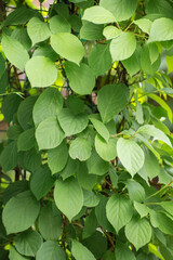 Green solid leaves background. Abstraction from greening plants. Backdrop, substrate, texture for postcards, presentations, screensavers, captions, inscriptions or desktop wallpaper.