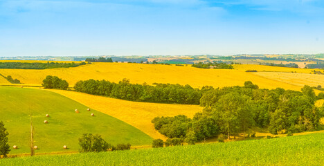 Champs de tournesols. Campagne du sud de la France.