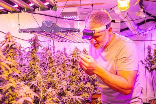 A man inspecting and pruning a marijuana, cannabis, plant bud that is growing in a controlled enviroment with artificial LED red-blue grow lights.