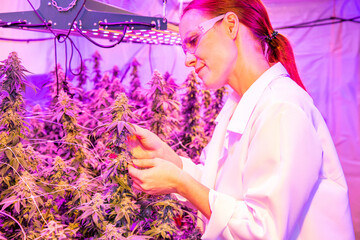 A woman inspecting a marijuana, cannabis, plant bud that is  growing in a controlled enviroment...