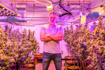 A marijuana, cannabis grower standing in the middle of plants growing indoors in a controlled...
