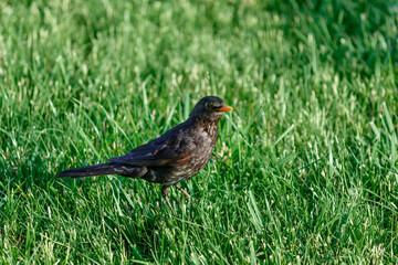 Curious young starling is on a green meadow.