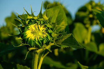 The bud of a young closed green with yellow petals sunflower on a background of a field and blue sky.