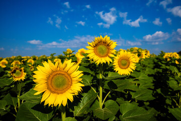 three young yellow sunflowers stand in a field against a blue sky with clouds. Horisontal format. Close-up.