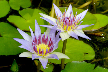 Blue lotus (blue Egyptian lotus or also blue water lily or blue Egyptian water lily), a water lily in the genus Nymphaea. It was known to the Ancient Egyptian civilizations.