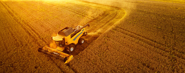 The combine harvests wheat at sunset. Drone view.