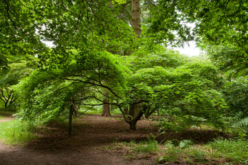 summertime landscape and trees in the woods.