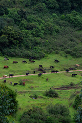 Fototapeta na wymiar cattles gazing in the grasslands of munnar