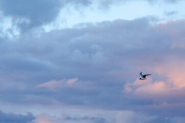 Fototapeta na wymiar birds in the sky - Black-headed gull (larus ridibunudus) and storm clouds