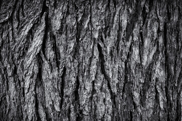 bark of tree