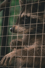 raccoons in a cage are sitting and pulling their paws to an orange 