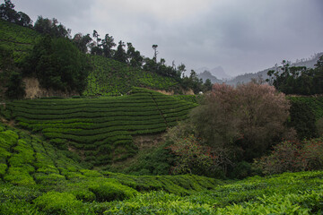 Fototapeta na wymiar munnar tea estates