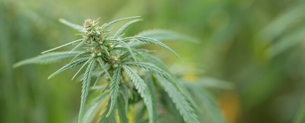 Medical cannabis plant selective focus, close up.