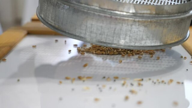 Grains are poured out on a kitchen table and purified from spoiled ones  