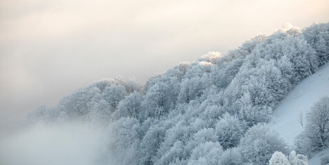 Snow-covered trees on top of the mountain at dawn.