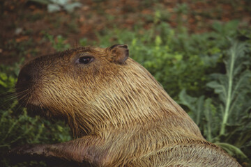 capybara walking in the park 