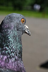 close up of a pigeon