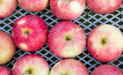 harvest of red apples in a box on green grass