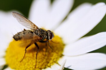 bee on a flower