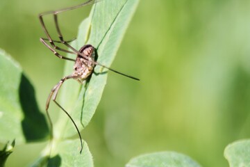 dragonfly on a leaf