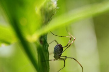 spider on a leaf