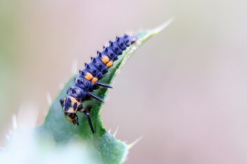 Obraz na płótnie Canvas caterpillar on a leaf