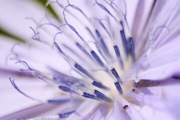 macro of a flower
