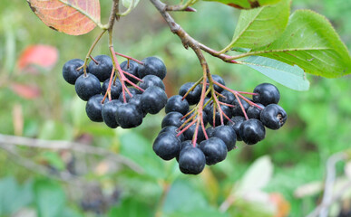 Branch of chokeberry (Aronia melanocarpa) with fruit