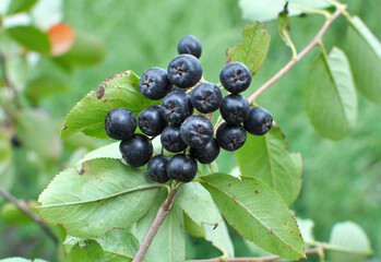 Branch of chokeberry (Aronia melanocarpa) with fruit