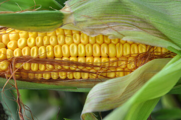Cob of young corn