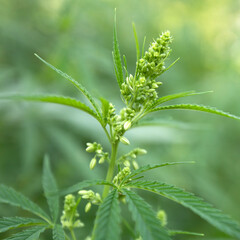 Medical cannabis plant selective focus, close up.
