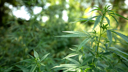 Fototapeta na wymiar Medical cannabis plant selective focus, close up.