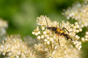 Macro shot of a spotted longhorn (rutpela maculata) beetle feeding on the pollen of meadowsweet (filipendula ulmaria) flowers