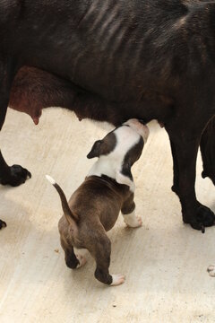 cachorro pitbull negros cafe con manchas blancas alimentandose de su madre