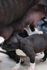 cachorro pitbull negro con blanco bajo su madre