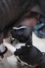 cachorro pitbull negros con blanco comiendo de su madre