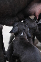 cachorros amamantándose 