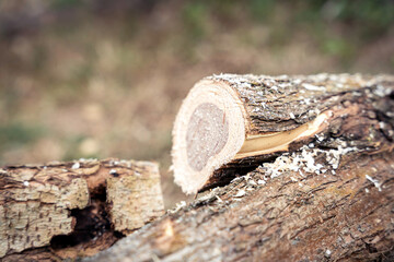 Sawn wood log firewood with sawdust, lilac bush woodpile, annual tree rings - obrazy, fototapety, plakaty