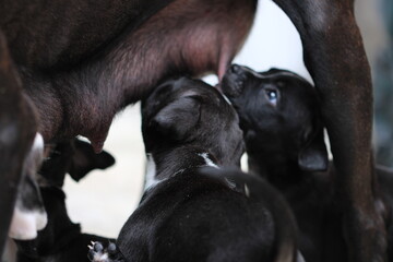 dos cachorros pitbull negros con blanco amamantandose de su madre