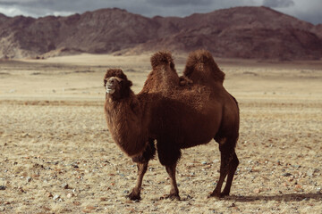 A double-humped camel in the Mongolian steppe.