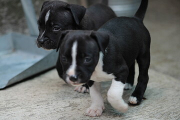 cachorros pitbull negros con blanco de lado