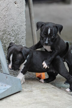 cachorros pitbull negros con blanco explorando