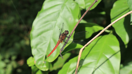 Close up of a Spine tufted skimmer dragonfly perched on a dead vine