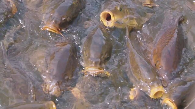 Crowding of carp fish (Tilapia fish) looking for food with wide-open mouth by coming out of water.