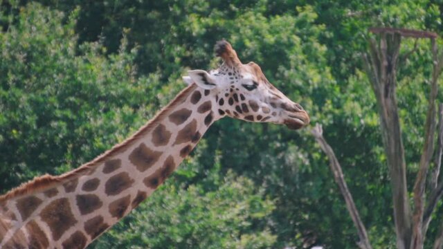 Majestic wild Masai giraffes chewing and eating greenery