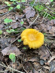 orange cap boletus