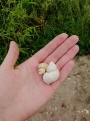 seashell on a palm