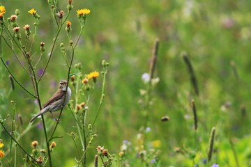 flowers in the meadow
