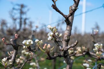 Begin of spring blossom of pear trees in Dutch orchards